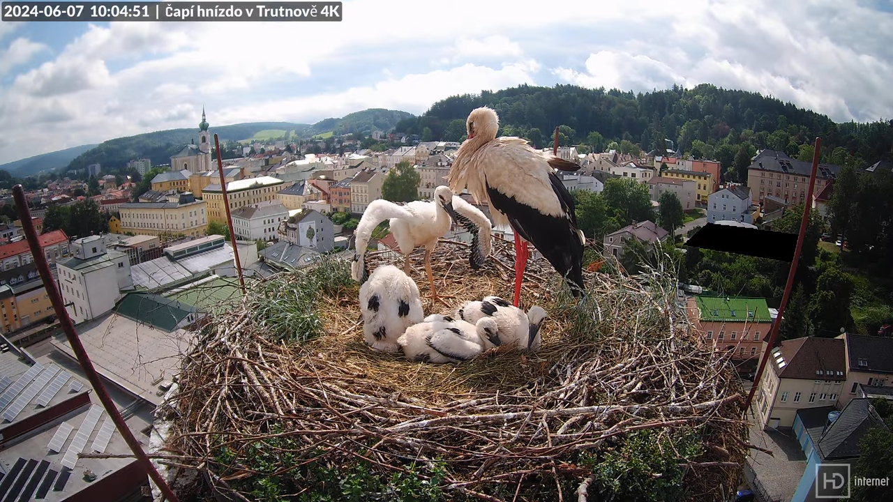 Tiešraidē no stārķa ligzdas uz alus darītavas skursteņa Trutnovā 11-1-56 screenshot