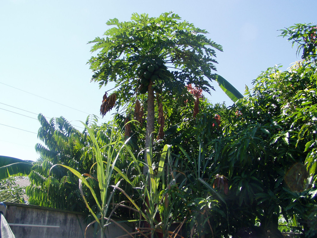 P1010644