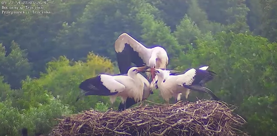 dziobwdziobiezdziobem