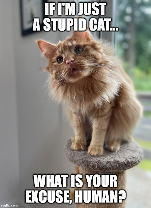 cat-stupid-human.jpg