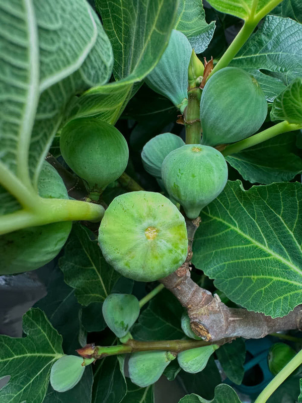 figs-5.jpg