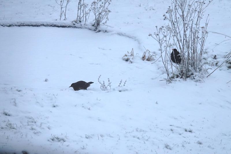 [Image: Merle-noir-(20)-jour-de-neige.jpg]