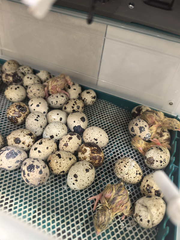 ElQSxanfHaa3v3RJbxYTAp_C0FxKN_DG5ZWC-Cz5Mns-fSByLiqtDRBWEfFy-o_xMX2IaL-kuVsLh11ILX6IcIOR