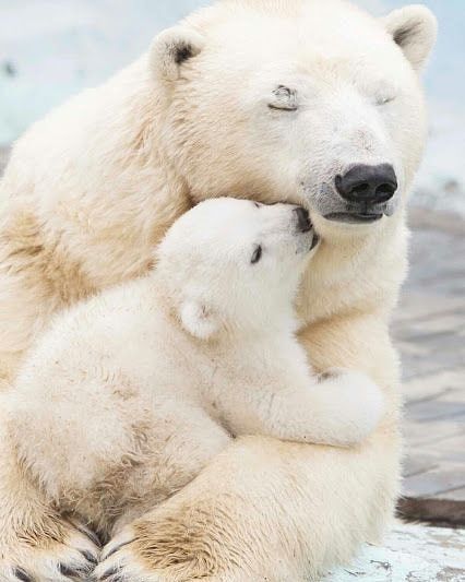 whitepolarbearbaby.jpg