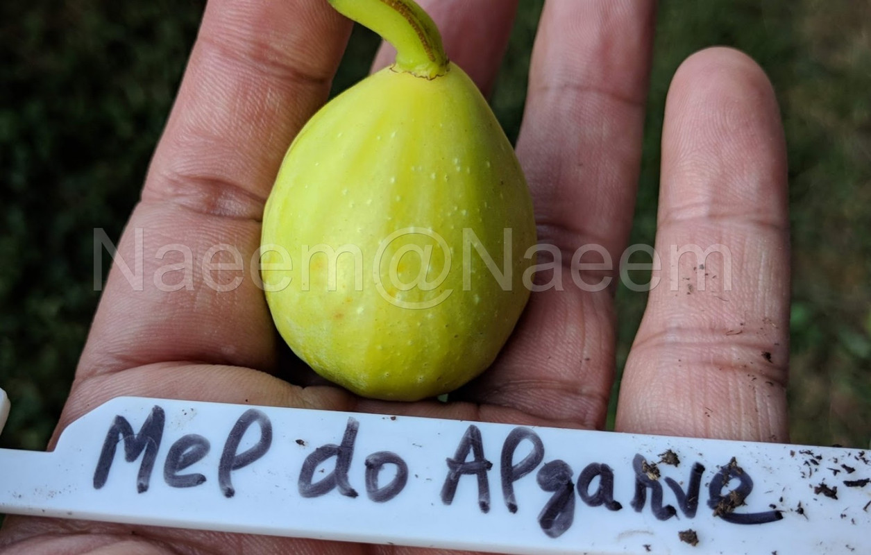 Mel do Algarve 10-01-2019  1