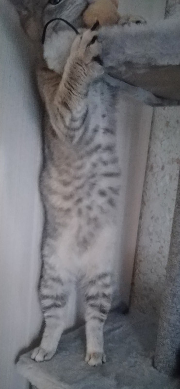 4е