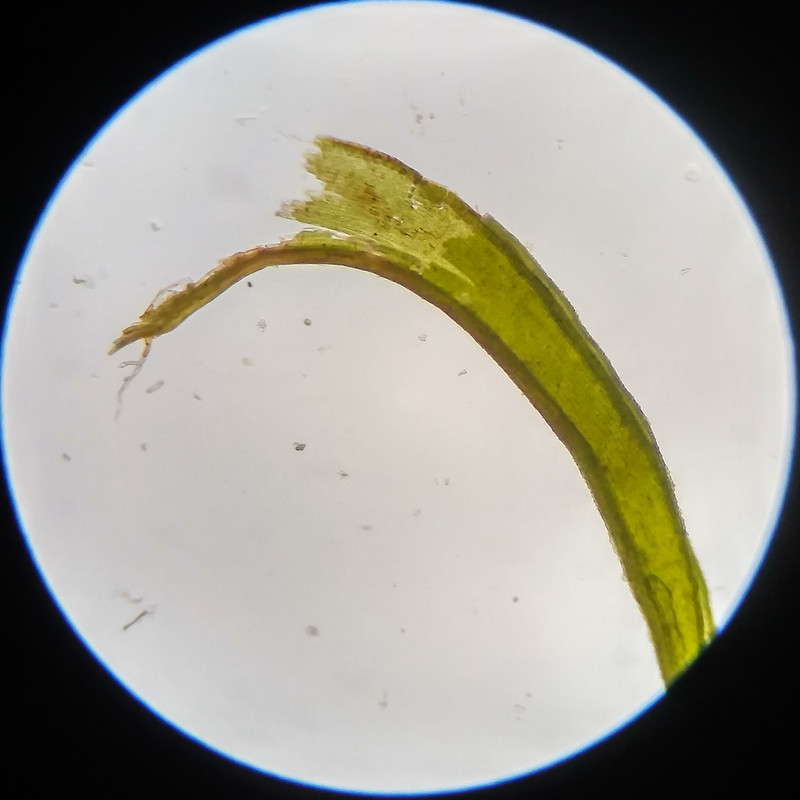 IMG 20250617 123151 HDR