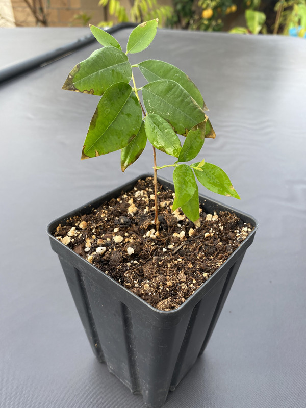 4628E1DF-613C-4605-A2D1-3A20D58B0C13