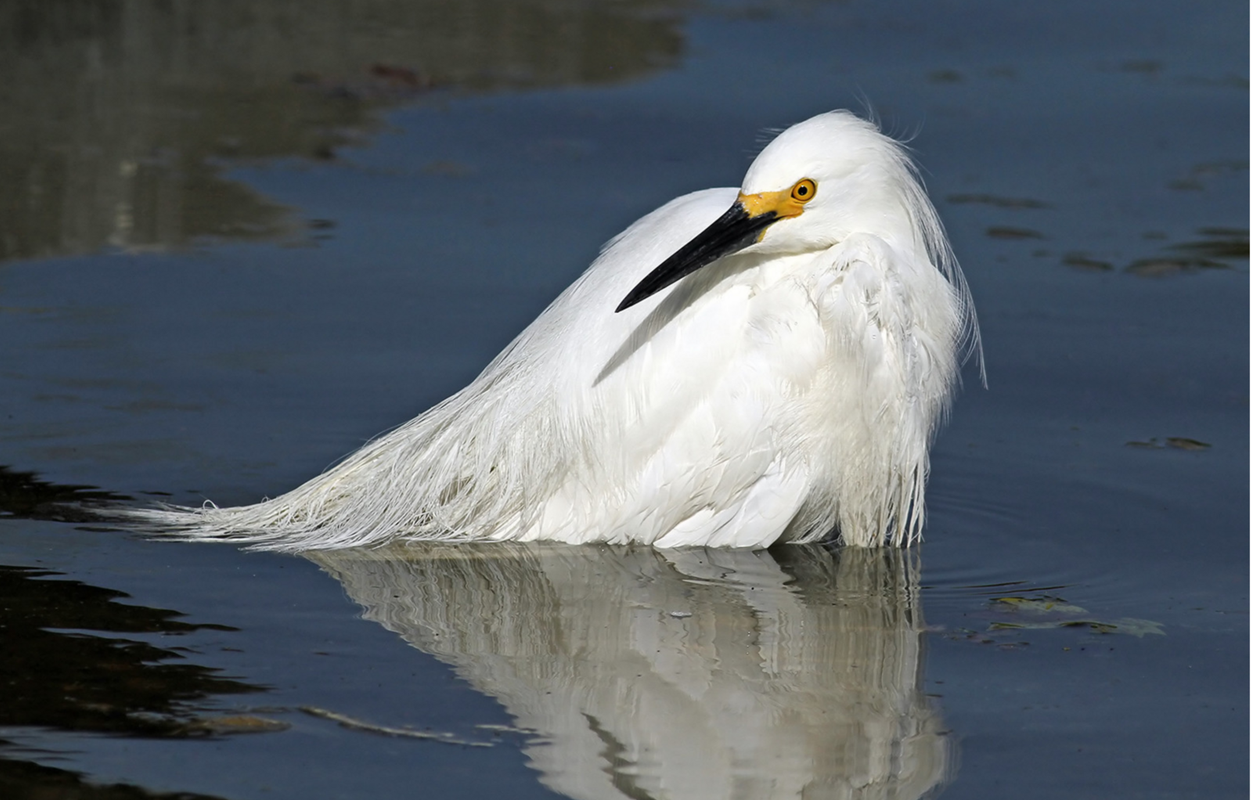 white-egret2.png