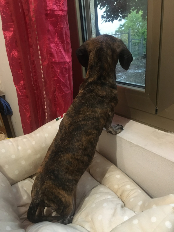 [Image: Folio-a-Cozzano.jpg]