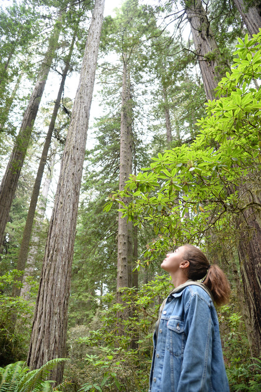 Árboles gigantes, fuegos y volcanes extintos - Oregon y California norte (2018) - Blogs de USA - Rogue River y costa norte de California (25)