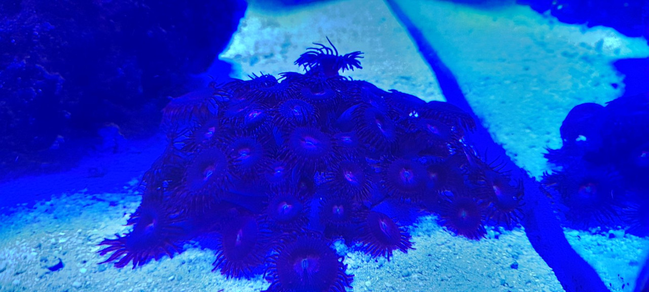 изображение_viber_2021-04-04_08-22-52