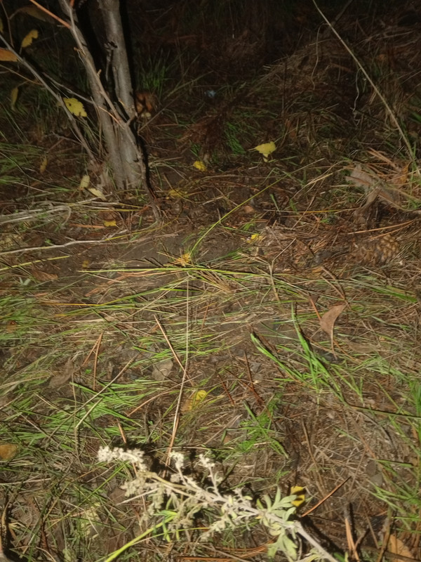 IMG 20251029 210146 992