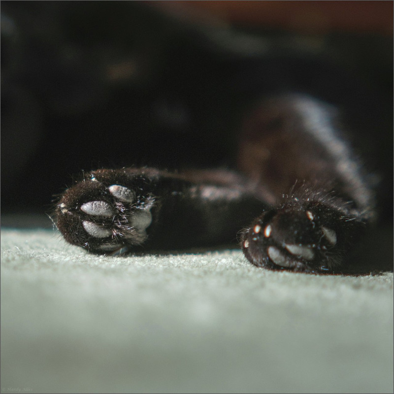 XT4F0091 2023 Gottwill LR ERWZ FB