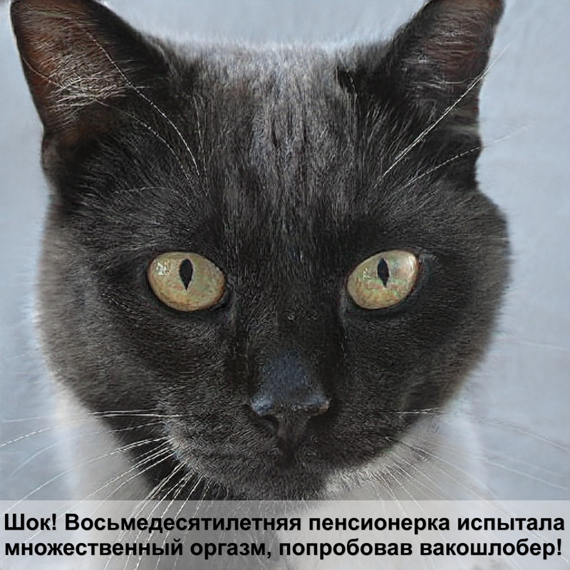 красивые кошки без шерсти