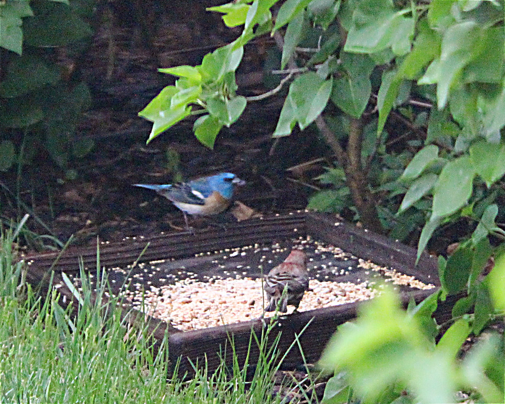 lazuli bunting and house finch