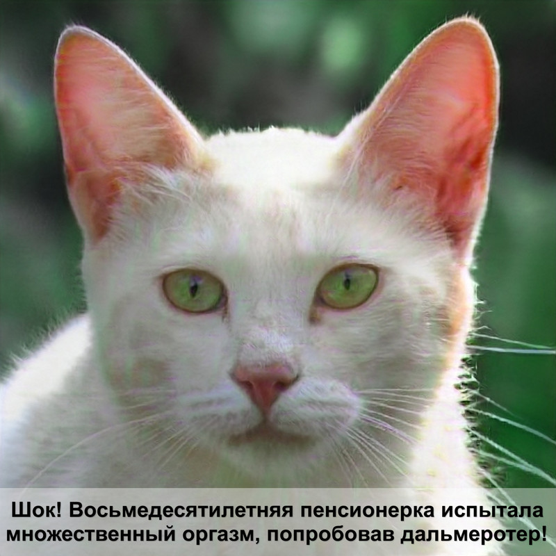 британская кошка лезет шерсть