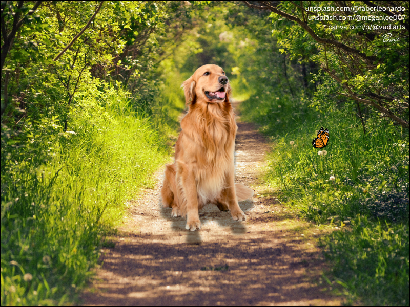 golden retriever