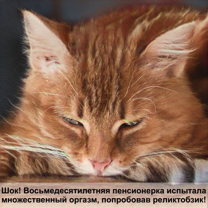 корм 1st choice для кошек