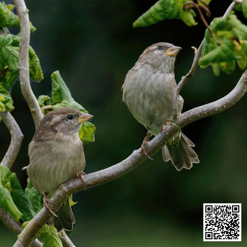 How to Create a Sparrow Friendly Environment in Your Backyard