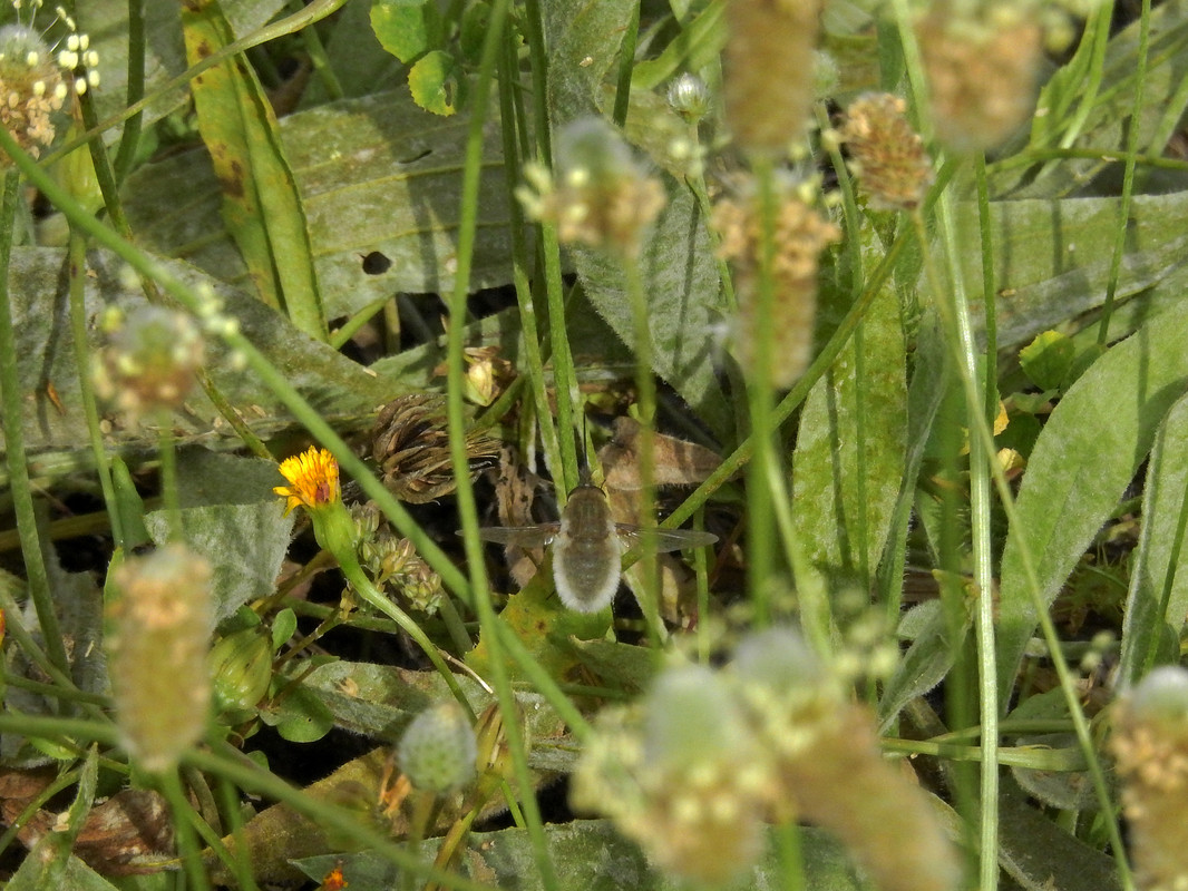 Seixal - Siderurgia (08-05-2020) (3)