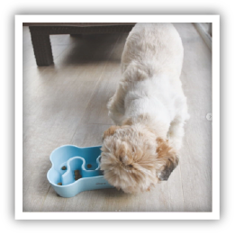 Site-Web-vignette-Instagram-Gamelle-33