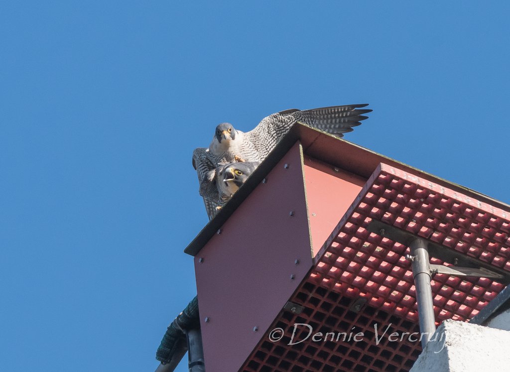 Foto's van Dennie 2022 Sv0702c