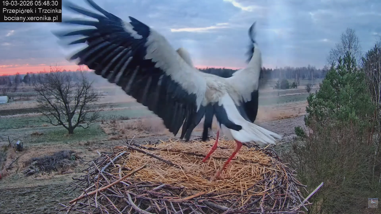 19032026 Przylot pierwszego bociana
