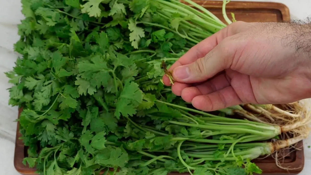Truco viral para conservar el cilantro ¡hasta por 15 días!