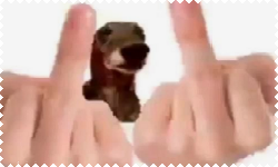 middle finger dog