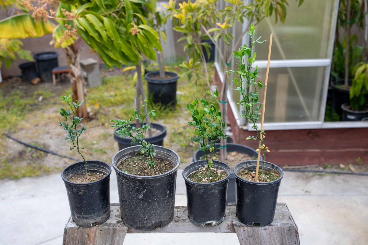 8U1A9936  Flying Dragon Citrus Seedling Trees in Small Pots (4-12-24)