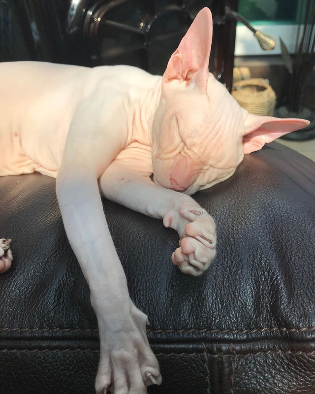 Instagram@jelly-jilli