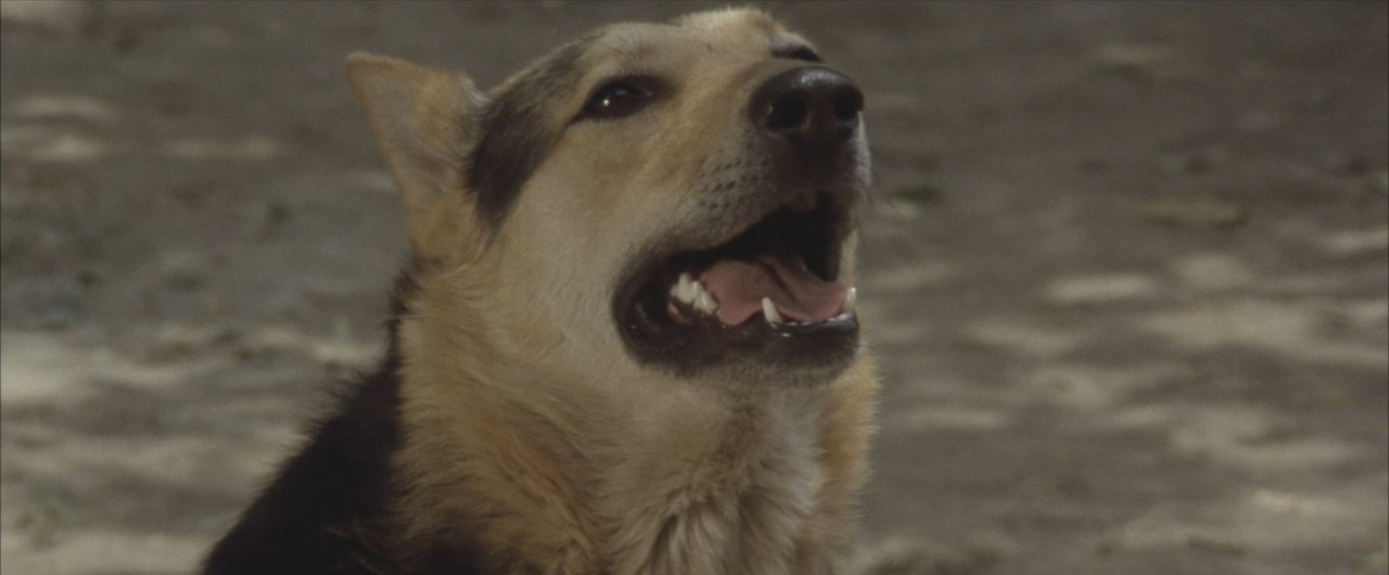 The Shaolin Temple (1982) (1080p BluRay x265 SAMPA).mkv_snapshot_00.24.34.419