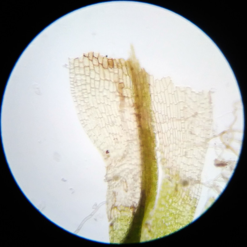 IMG 20250617 123854 HDR