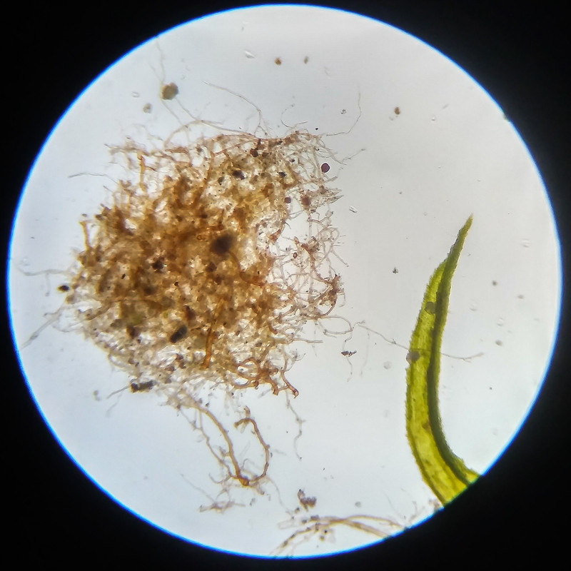 IMG 20250617 124110 HDR