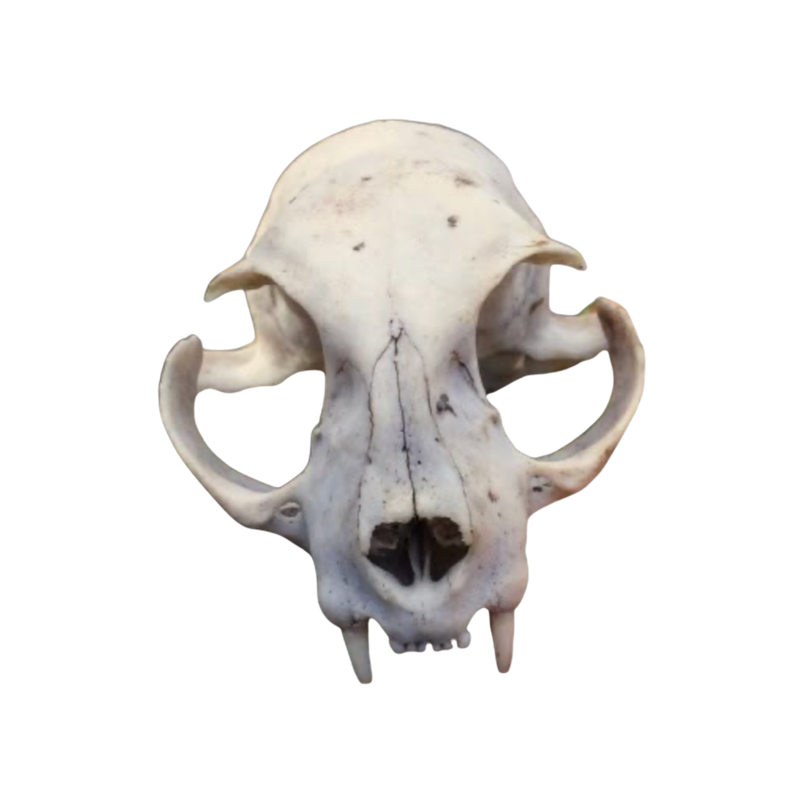 Tumblr l 68920580388280