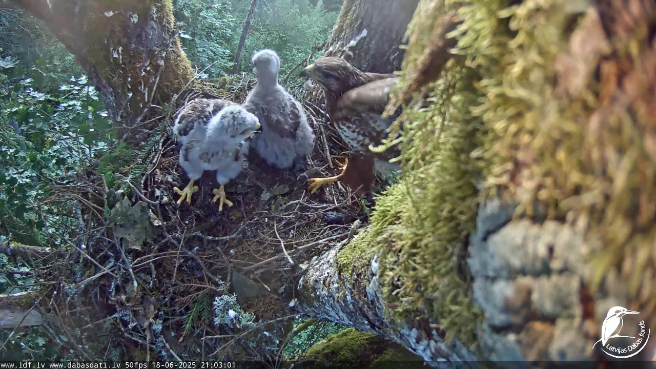 Melnās klijas (Milvus migrans) Kurzemē_ peļu klijāni (Buteo buteo) 13-0-56 screenshot