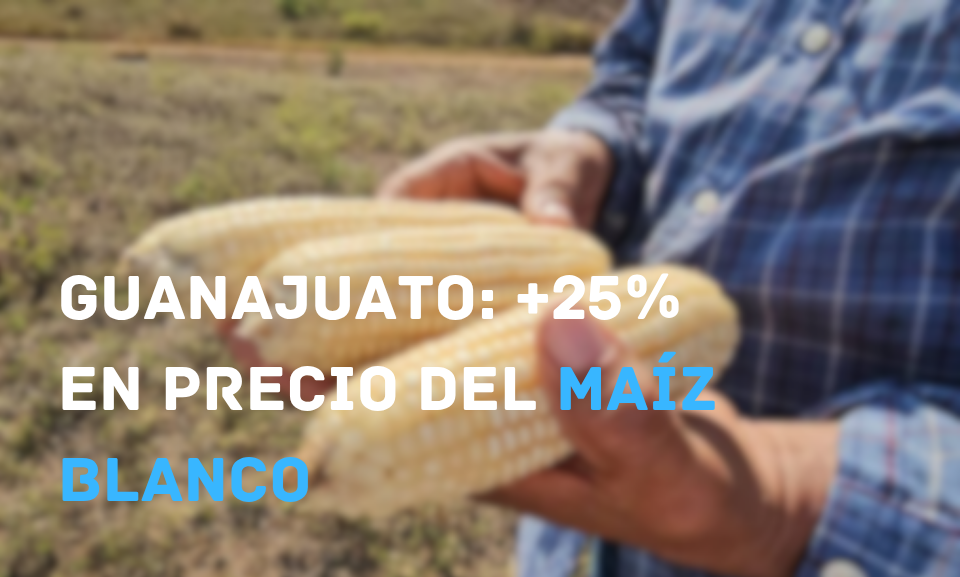 Acuerdo federal en Guanajuato: Incremento del 25% en precio del maíz blanco tras protestas de productores en el Bajío