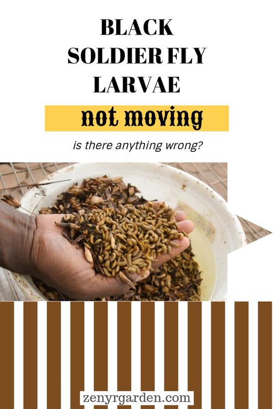 black-soldier-fly-larvae-not-moving.jpg