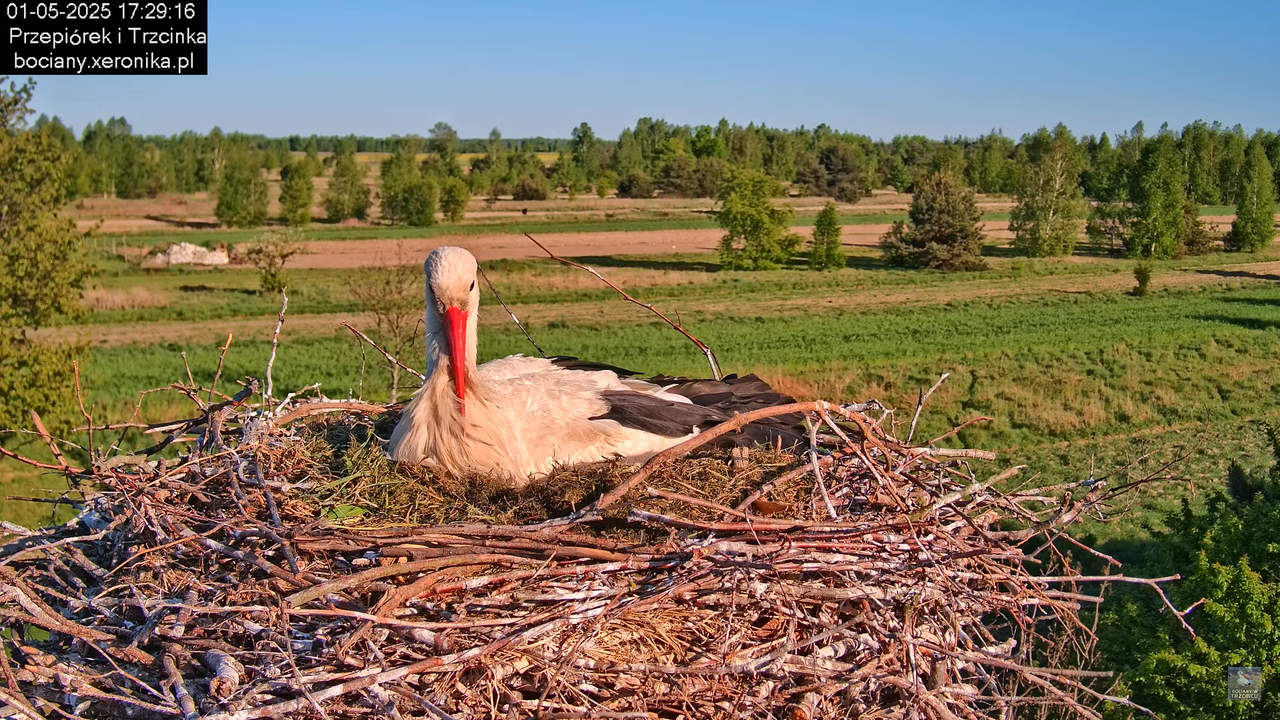01052025bociany16