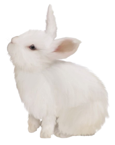 bunny