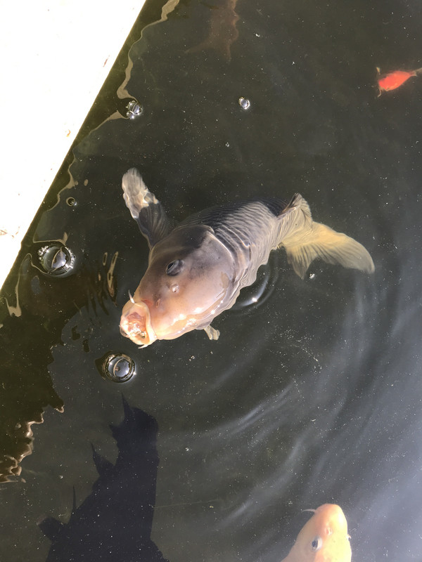 F883DD25-01A9-4FB9-AD82-81D18980593C