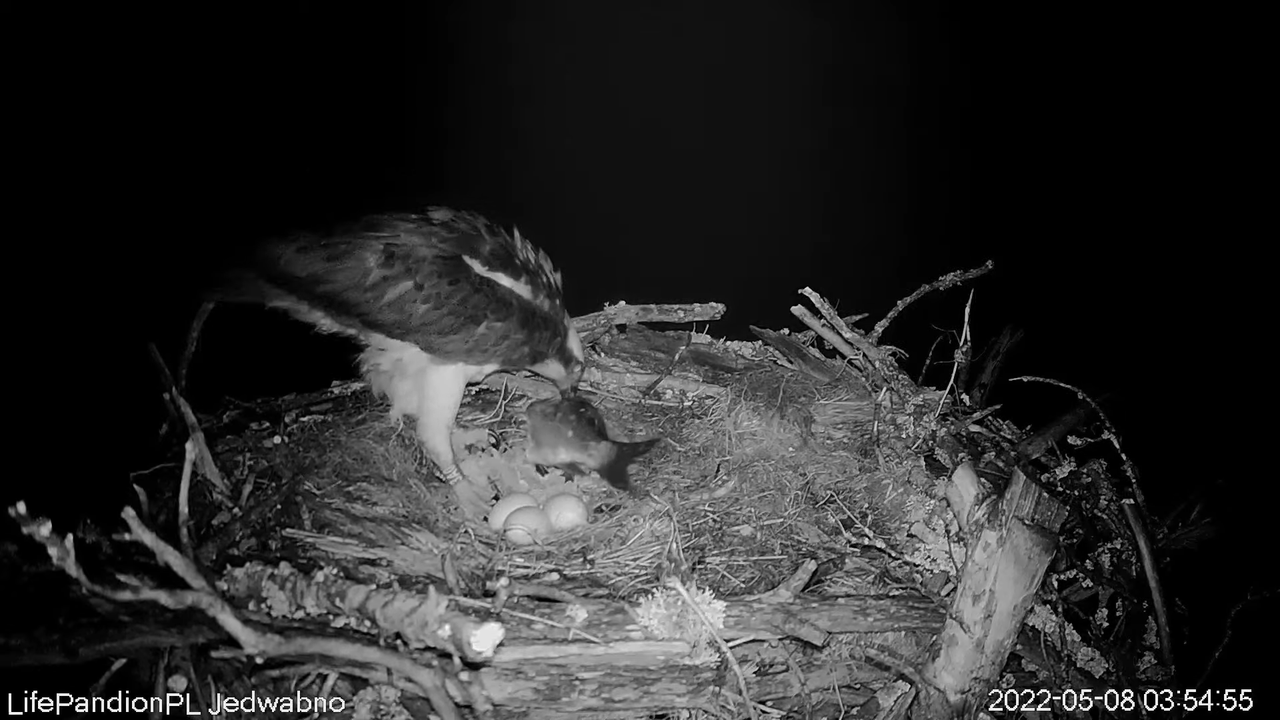 Rybołowy Online Puszcza Napiwodzko-Ramucka _ Ospreys Online in Napiwodzko-Ramucka Forest 6-15-20 scr