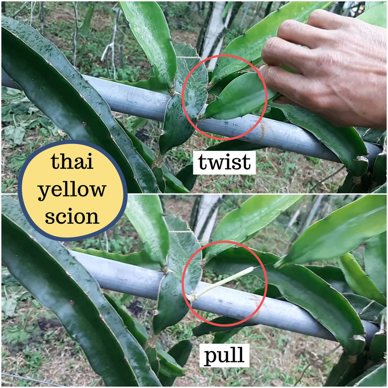thai-yellow-dragon-fruit-shoot.jpg