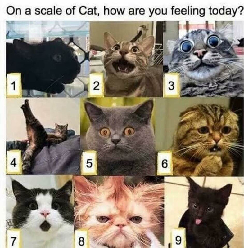 cat-scale.jpg