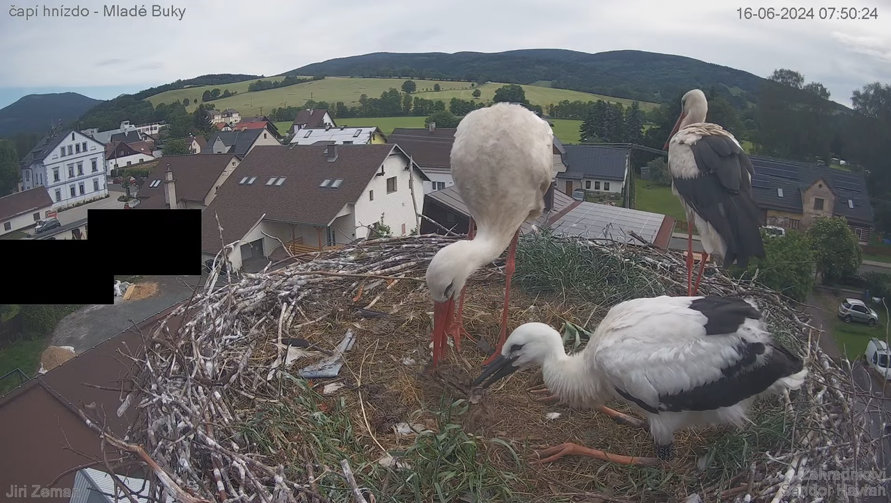 Tiešraides kamera — Mladé Buky — stārķa ligzda 7-44-51 screenshot
