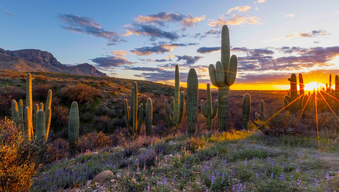 Saguaros and mountains at sunset near Oro Valley, Arizona
