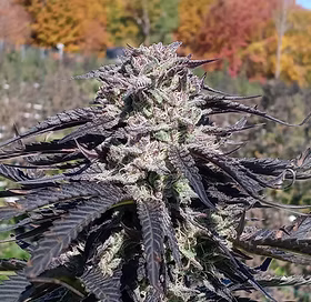 Ruthless OG strain flower