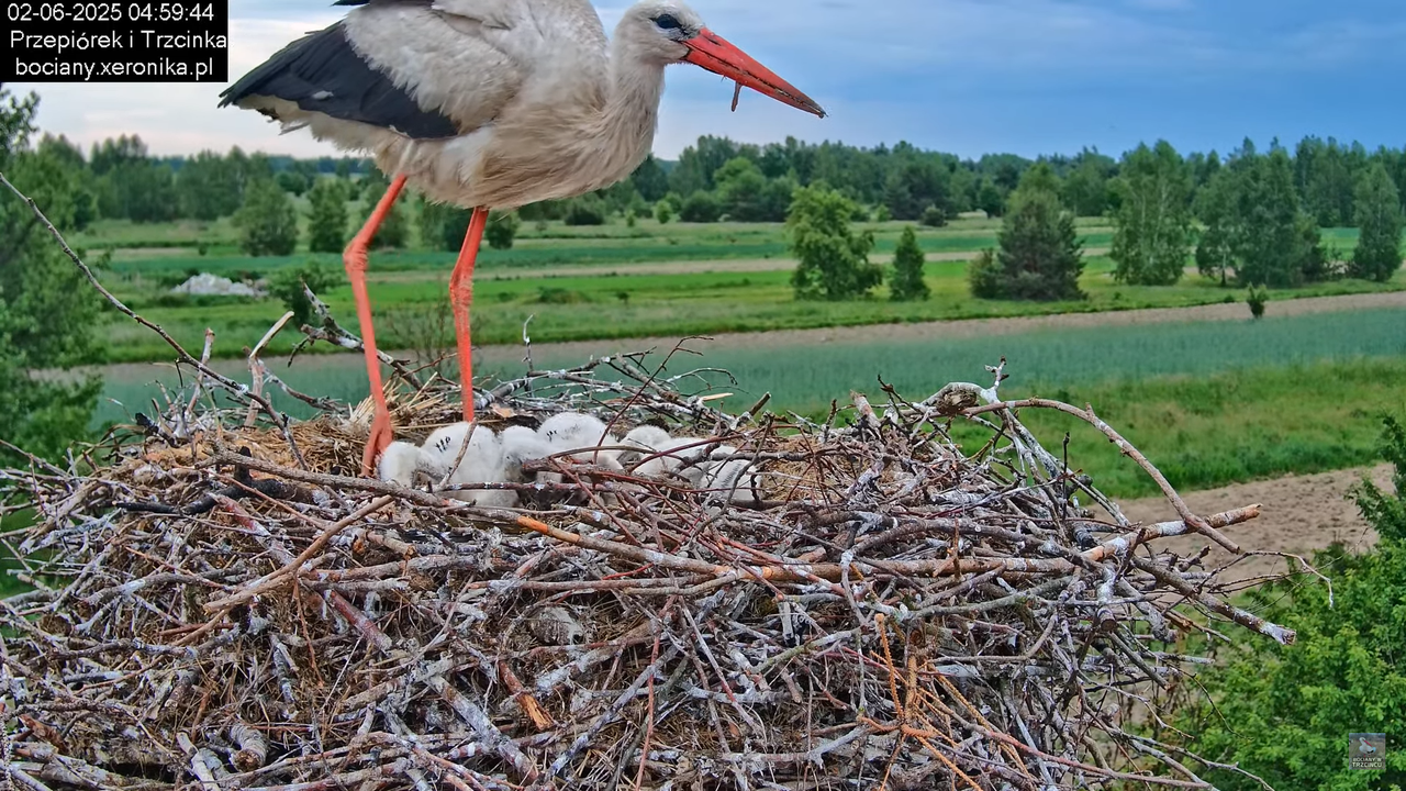02062025bociany3