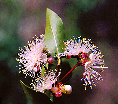 flores_myrcianthes_cisplatensis_flickr